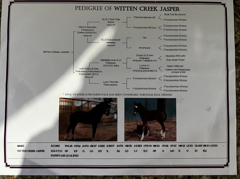 Draft Horse Castrone 7 Anni 165 cm Baio ciliegia in Wooster OH