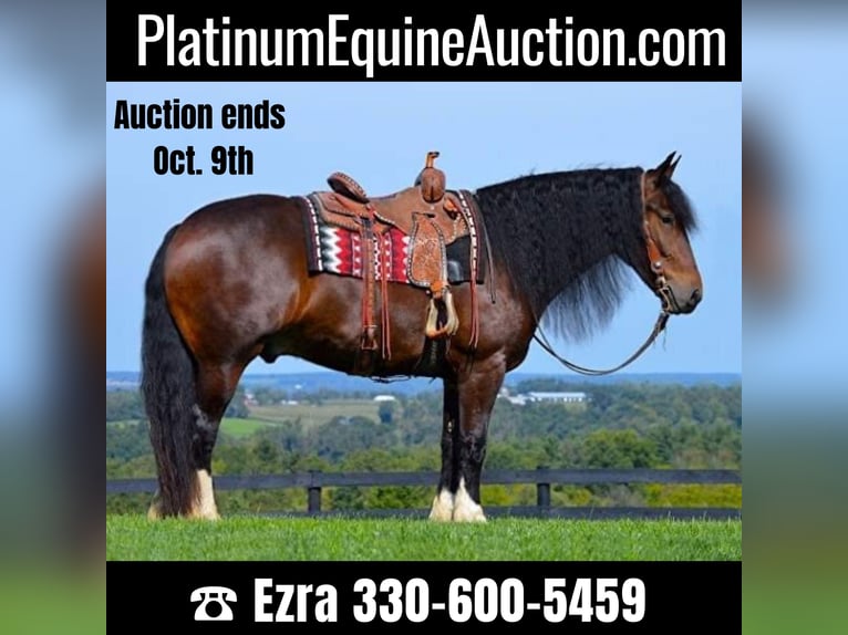 Draft Horse Castrone 7 Anni 165 cm Baio ciliegia in Wooster OH