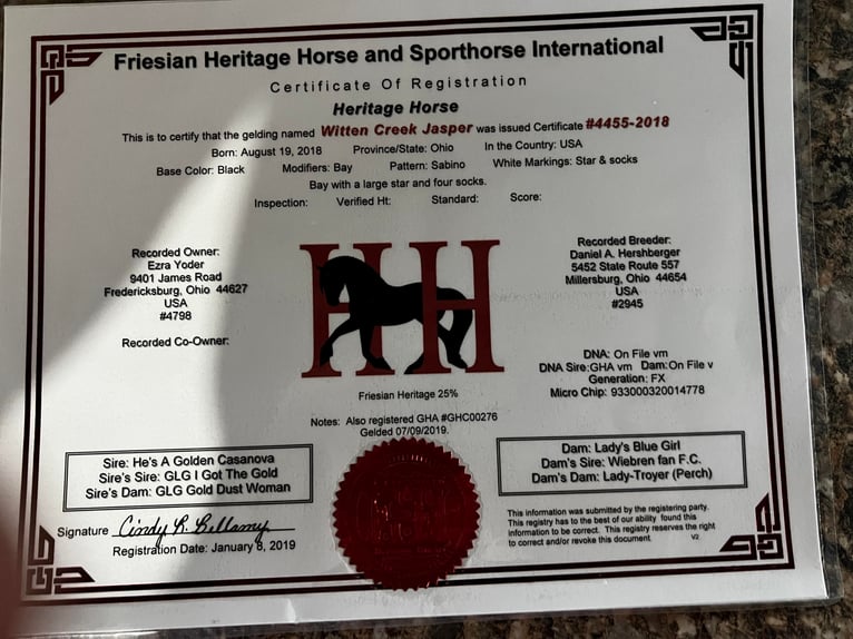 Draft Horse Castrone 7 Anni 165 cm Baio ciliegia in Wooster OH