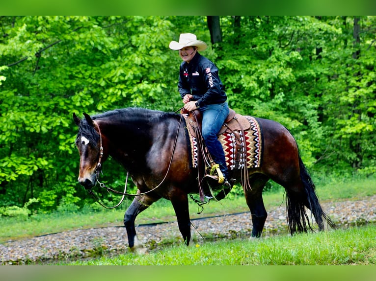 Draft Horse Castrone 7 Anni 165 cm Baio ciliegia in Wooster OH