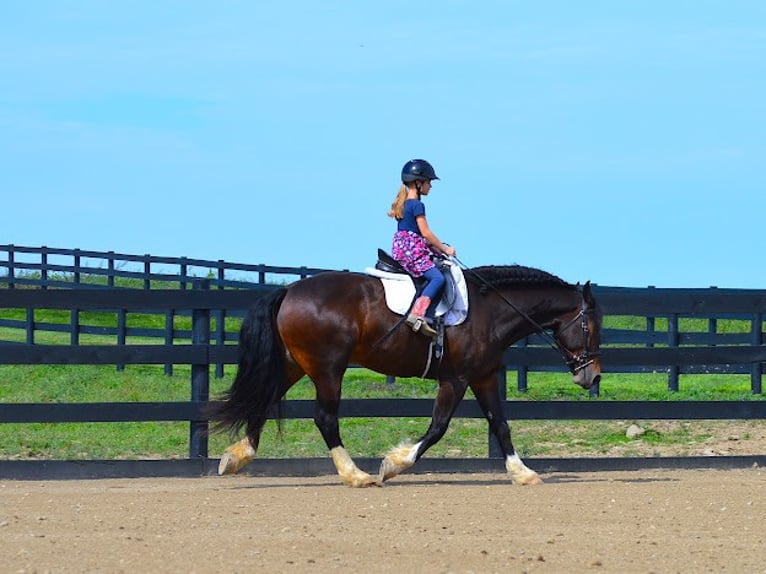 Draft Horse Castrone 7 Anni 165 cm Baio ciliegia in Wooster OH