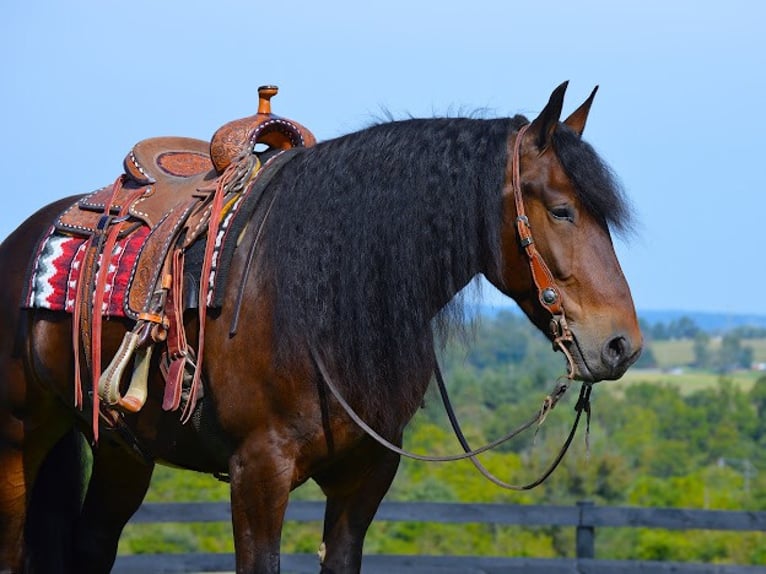 Draft Horse Castrone 7 Anni 165 cm Baio ciliegia in Wooster OH