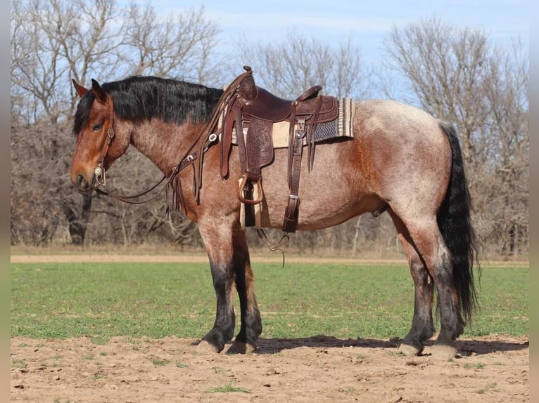 Draft Horse Castrone 7 Anni 165 cm Baio roano in Graham TX