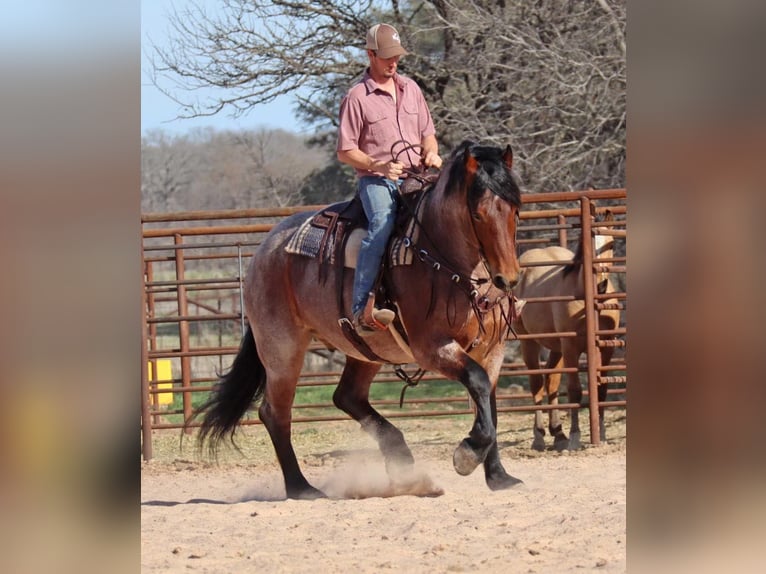 Draft Horse Castrone 7 Anni 165 cm Baio roano in Graham TX