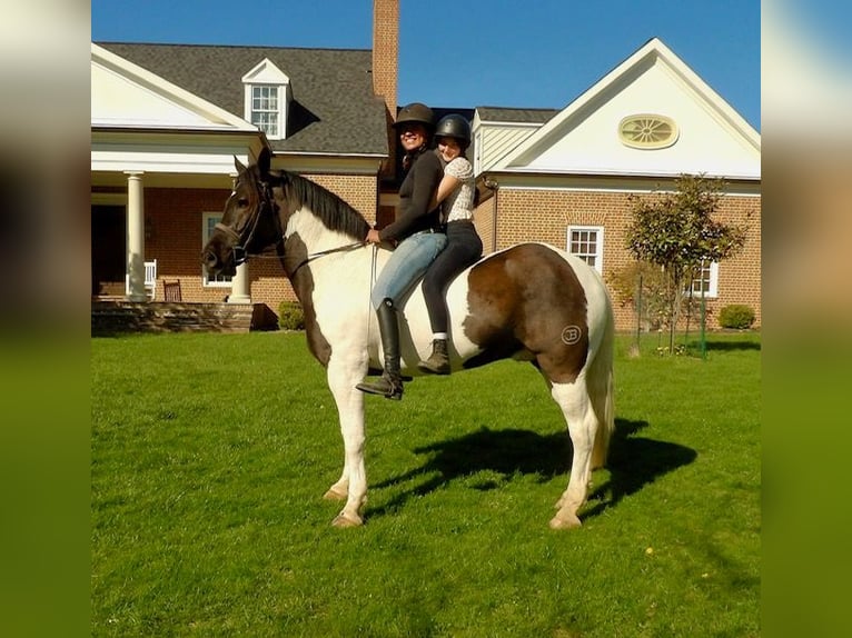 Draft Horse Mix Castrone 7 Anni 165 cm in Tuscarora, MD