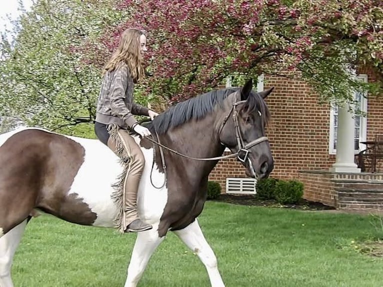 Draft Horse Mix Castrone 7 Anni 165 cm in Tuscarora, MD