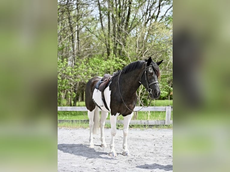 Draft Horse Mix Castrone 7 Anni 165 cm in Tuscarora, MD