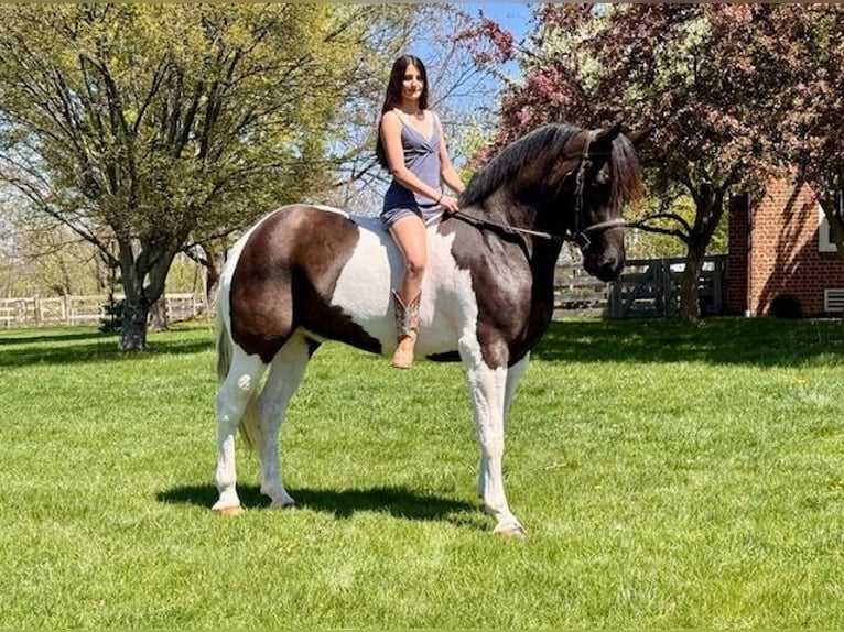 Draft Horse Mix Castrone 7 Anni 165 cm in Tuscarora, MD
