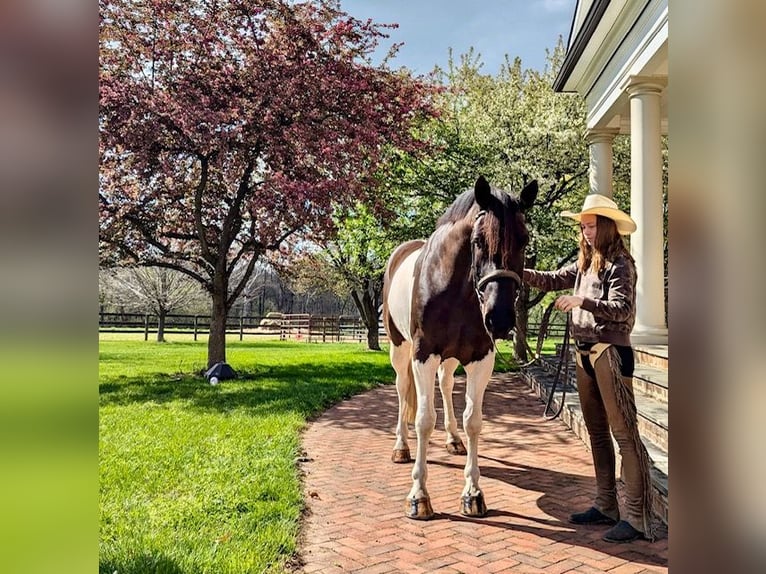 Draft Horse Mix Castrone 7 Anni 165 cm in Tuscarora, MD