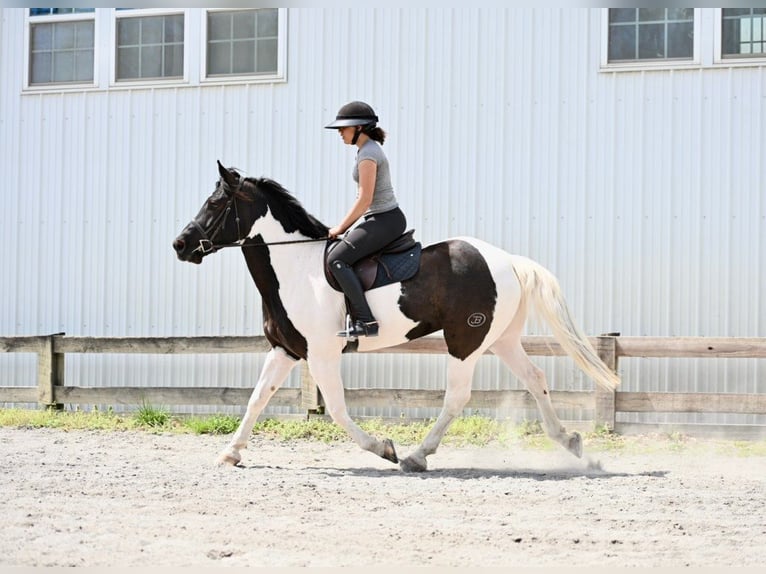 Draft Horse Mix Castrone 7 Anni 165 cm in Tuscarora, MD