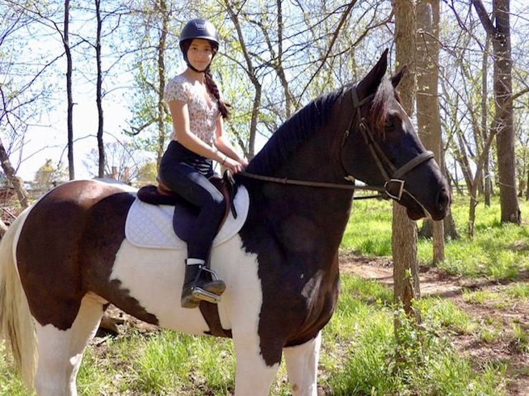 Draft Horse Mix Castrone 7 Anni 165 cm in Tuscarora, MD