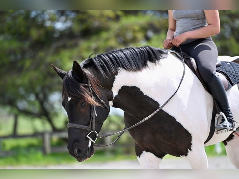 Draft Horse Mix Castrone 7 Anni 165 cm in Tuscarora, MD