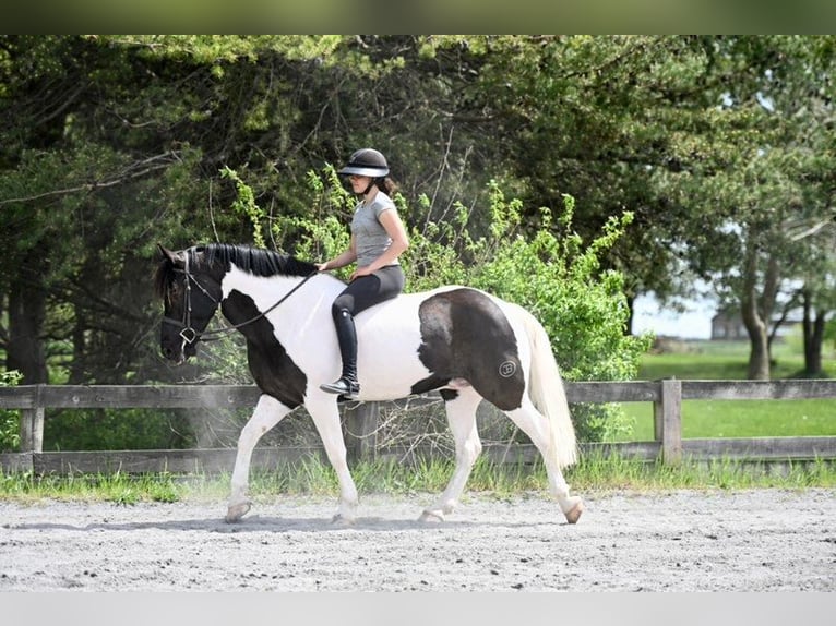 Draft Horse Mix Castrone 7 Anni 165 cm in Tuscarora, MD
