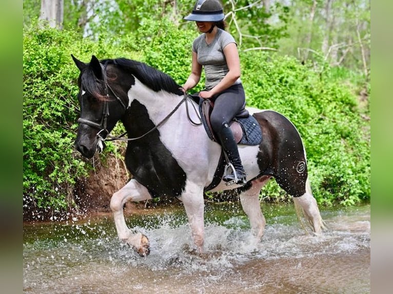 Draft Horse Mix Castrone 7 Anni 165 cm in Tuscarora, MD