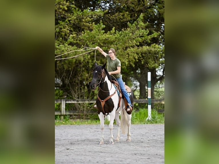 Draft Horse Mix Castrone 7 Anni 165 cm in Tuscarora, MD