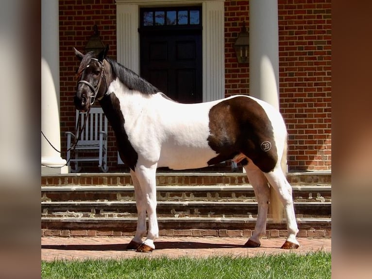Draft Horse Mix Castrone 7 Anni 165 cm in Tuscarora, MD