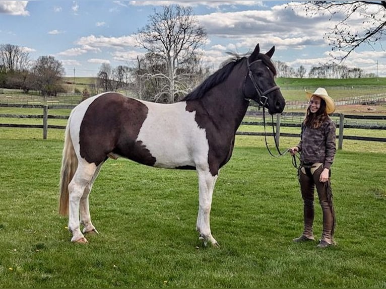 Draft Horse Mix Castrone 7 Anni 165 cm in Tuscarora, MD