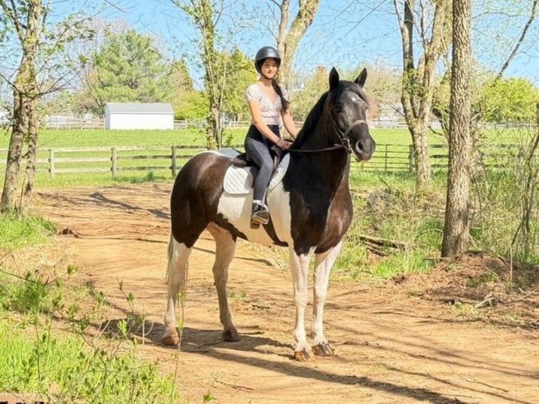 Draft Horse Mix Castrone 7 Anni 165 cm in Tuscarora, MD