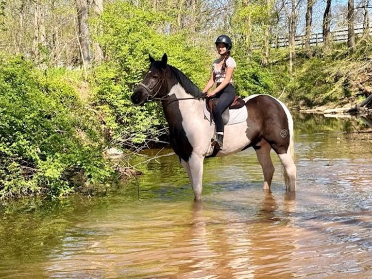 Draft Horse Mix Castrone 7 Anni 165 cm in Tuscarora, MD