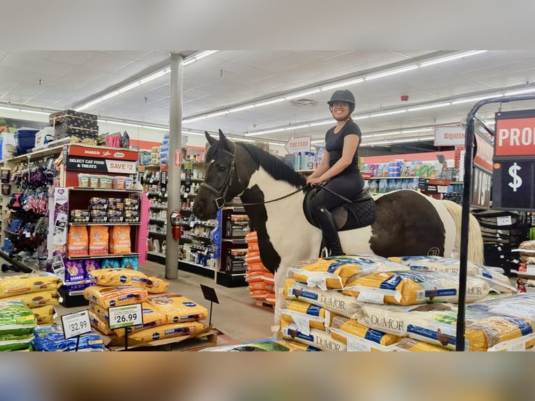 Draft Horse Mix Castrone 7 Anni 165 cm in Tuscarora, MD