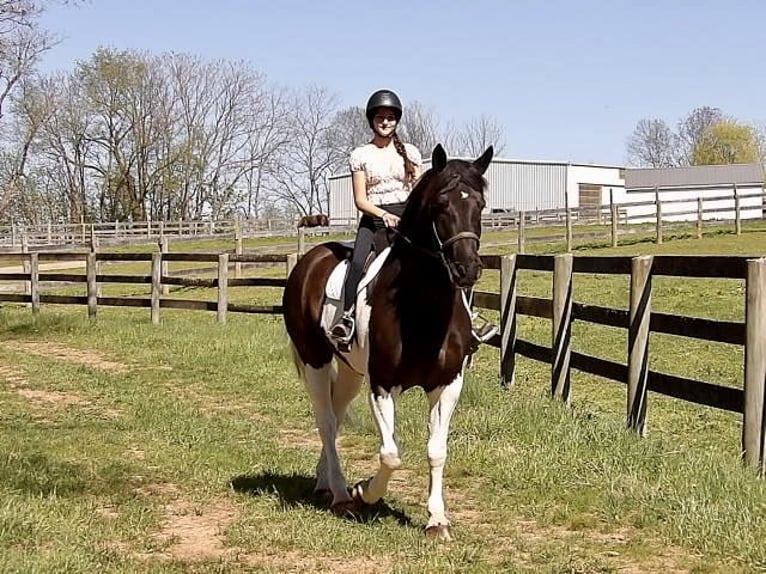 Draft Horse Mix Castrone 7 Anni 165 cm in Tuscarora, MD