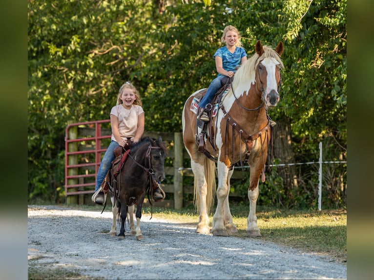 Draft Horse Castrone 7 Anni 165 cm in Ewing Ky