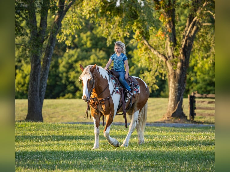 Draft Horse Castrone 7 Anni 165 cm in Ewing Ky