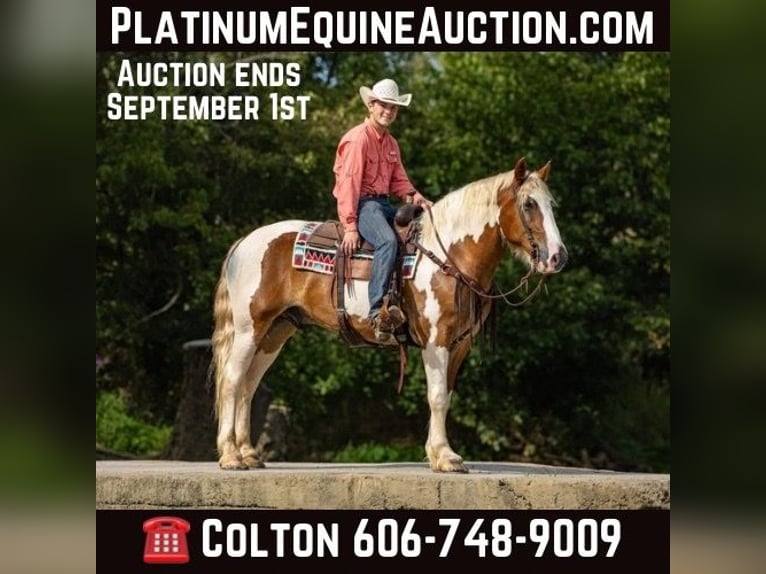 Draft Horse Castrone 7 Anni 165 cm in Ewing Ky