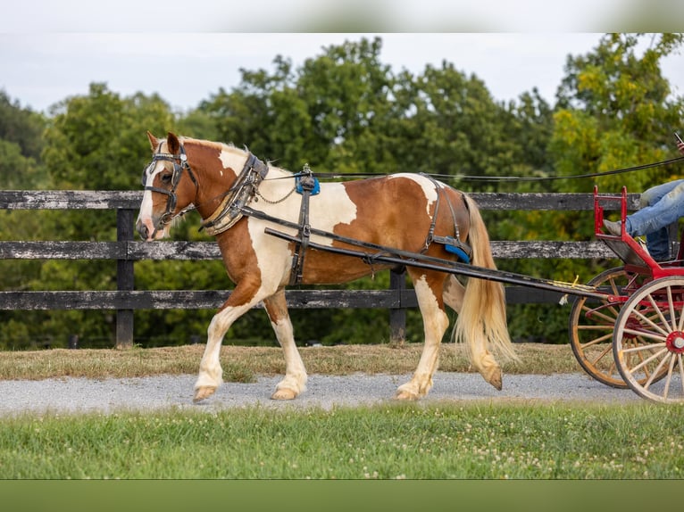 Draft Horse Castrone 7 Anni 165 cm in Ewing Ky