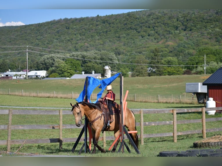 Draft Horse Mix Castrone 7 Anni 165 cm Pelle di daino in Rebersburg, PA