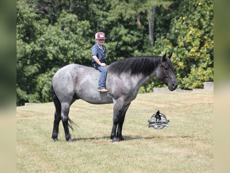 Draft Horse Castrone 7 Anni 165 cm Roano blu in Mount Vernon