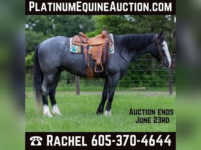 Draft Horse Castrone 7 Anni 165 cm Roano blu in Rusk TX