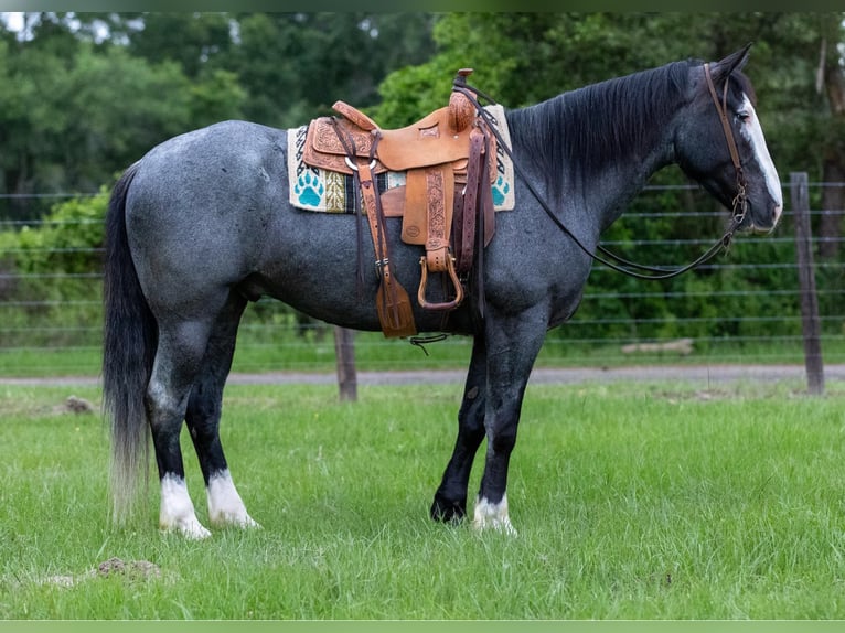 Draft Horse Castrone 7 Anni 165 cm Roano blu in Rusk TX