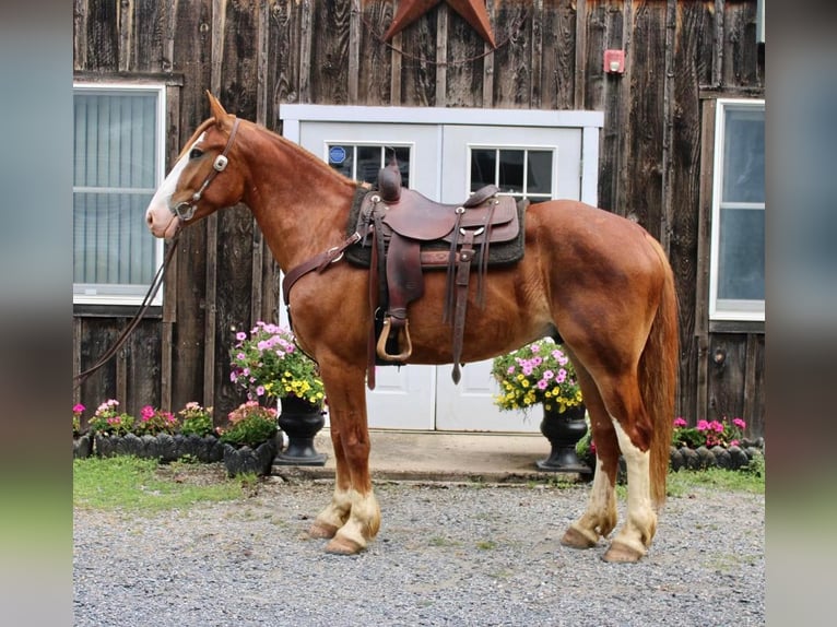 Draft Horse Mix Castrone 7 Anni 165 cm Sauro ciliegia in Allentown, NJ