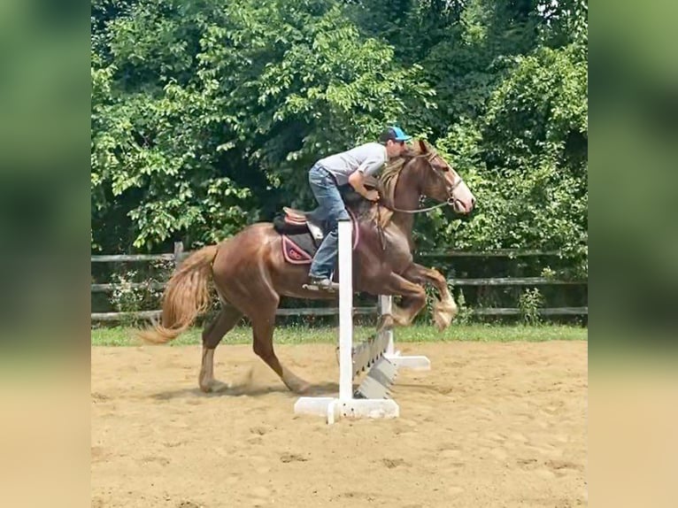 Draft Horse Mix Castrone 7 Anni 165 cm Sauro ciliegia in Allentown, NJ
