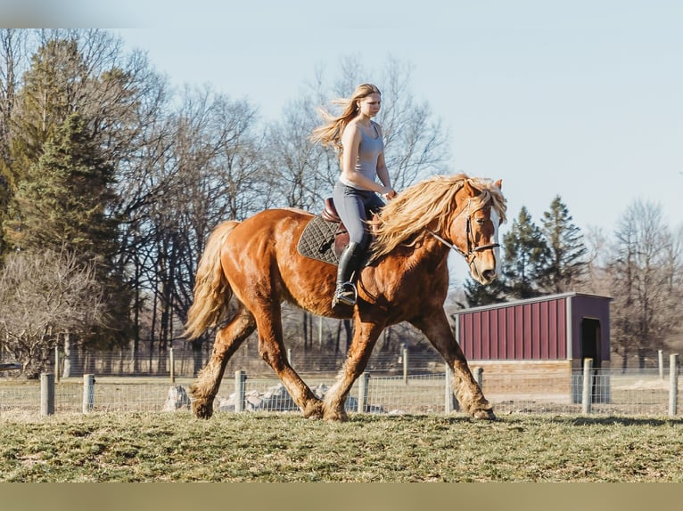 Draft Horse Castrone 7 Anni 165 cm Sauro scuro in Howell