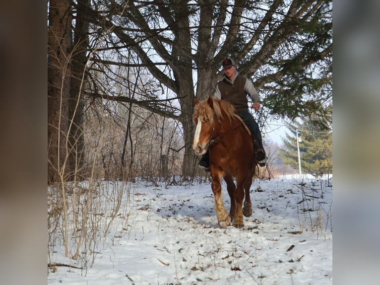 Draft Horse Castrone 7 Anni 165 cm Sauro scuro in Howell