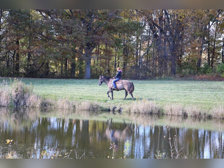 Draft Horse Castrone 7 Anni 168 cm Grullo in Howell MI