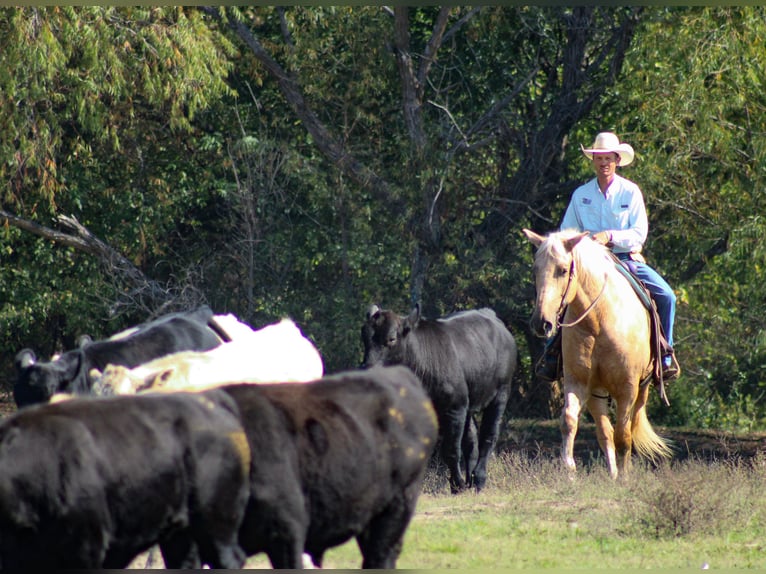 Draft Horse Mix Castrone 7 Anni 168 cm Palomino in Baxter Springs Draft Horse Mix Castrone 7 Anni 168 cm Palomino in Baxter Springs