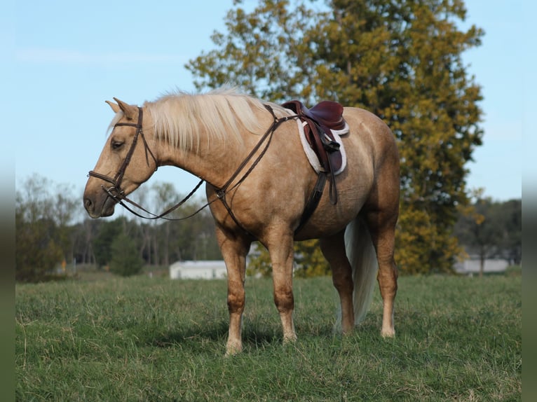 Draft Horse Mix Castrone 7 Anni 168 cm Palomino in Baxter Springs Draft Horse Mix Castrone 7 Anni 168 cm Palomino in Baxter Springs