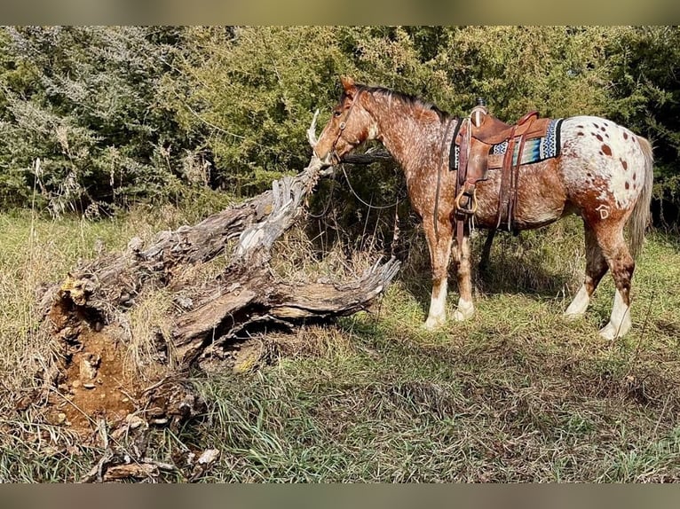 Draft Horse Mix Castrone 7 Anni 168 cm in Hastings