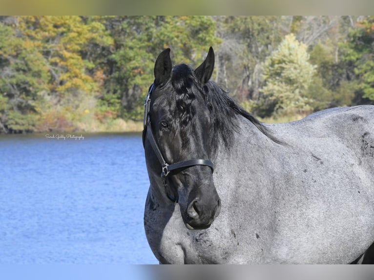 Draft Horse Mix Castrone 7 Anni 168 cm Roano blu in Holmen