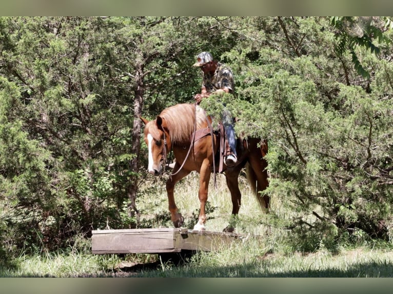 Draft Horse Mix Castrone 7 Anni 168 cm Sauro ciliegia in Mt Vernon, MO
