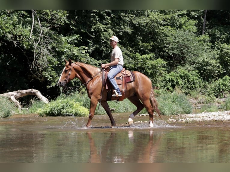 Draft Horse Mix Castrone 7 Anni 168 cm Sauro ciliegia in Mt Vernon, MO