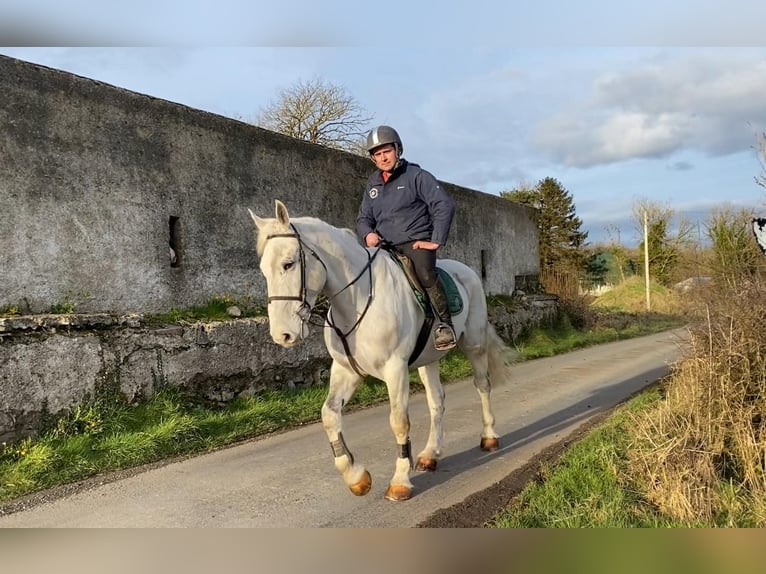 Draft Horse Castrone 7 Anni 170 cm Grigio in Sligo