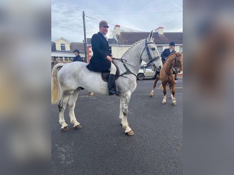 Draft Horse Castrone 7 Anni 170 cm Grigio in Sligo