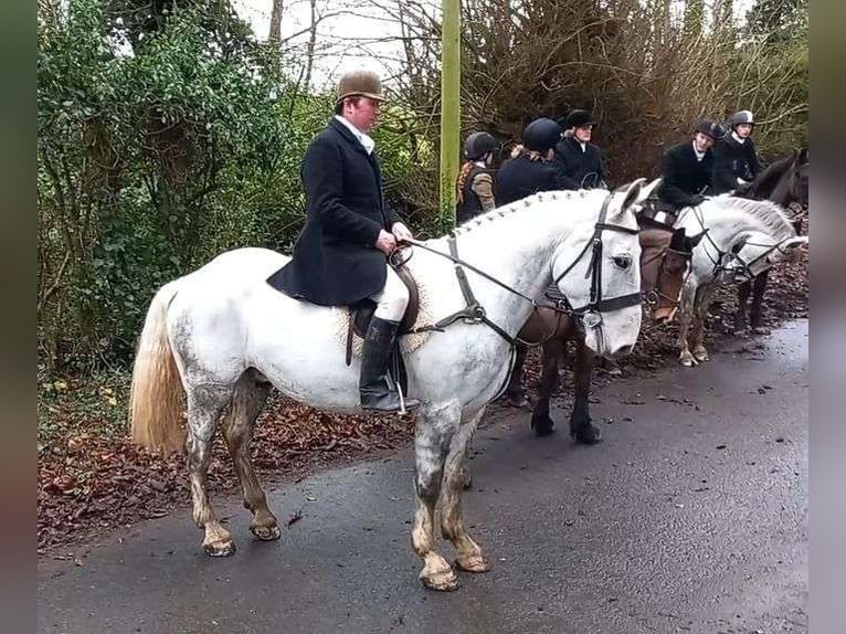 Draft Horse Castrone 7 Anni 170 cm Grigio in Sligo