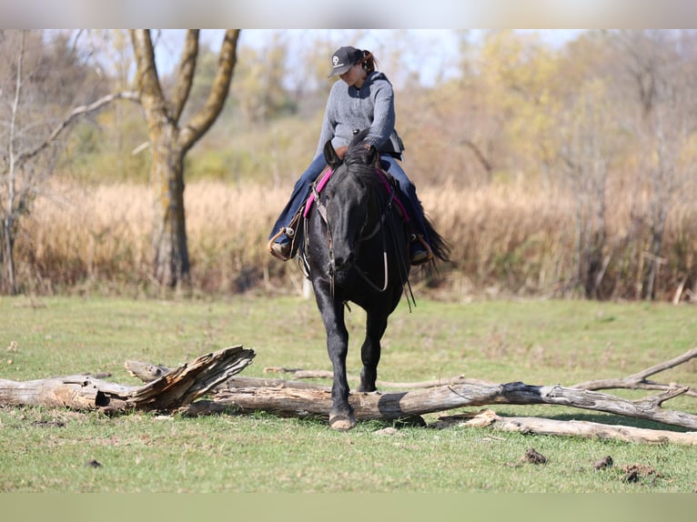 Draft Horse Mix Castrone 7 Anni 170 cm Morello in River Falls