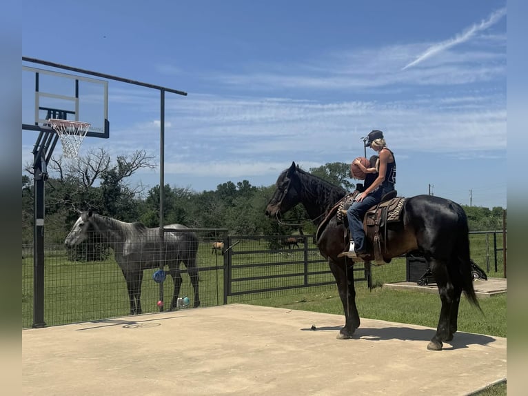 Draft Horse Castrone 7 Anni 173 cm Baio in Weatherford