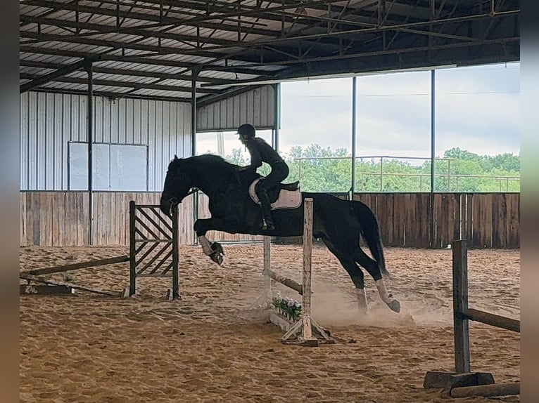 Draft Horse Castrone 7 Anni 173 cm Baio in Weatherford